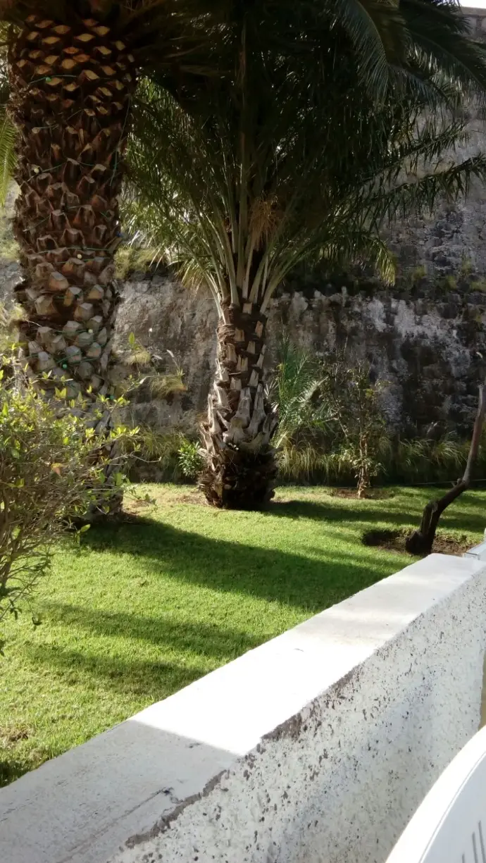 Jardín del centro con palmeras y césped junto al muro de piedra